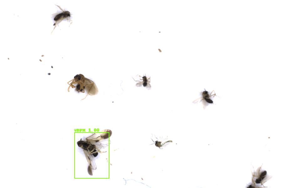 Image 5